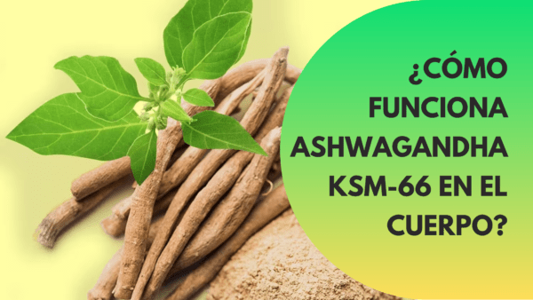 ¿Cómo Funciona Ashwagandha KSM-66 en el Cuerpo?